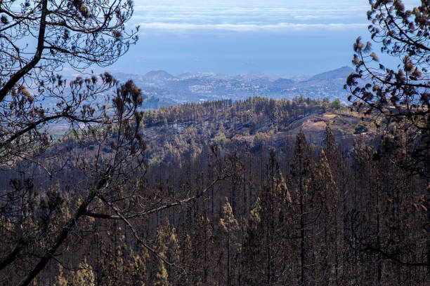 istock Gran Canaria after wild fire of August 2019 1206050329