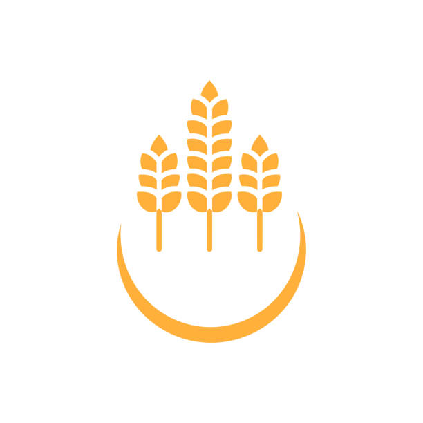 밀 또는 보리 귀. 수확 밀 곡물, 성장 쌀 줄기 와 전체 빵 곡물 또는 필드 시리얼 영양 호밀 곡물 농산물 귀 기호. 월계수 벡터 아이콘입니다. 격리된 벡터 아이콘 - grained stock illustrations