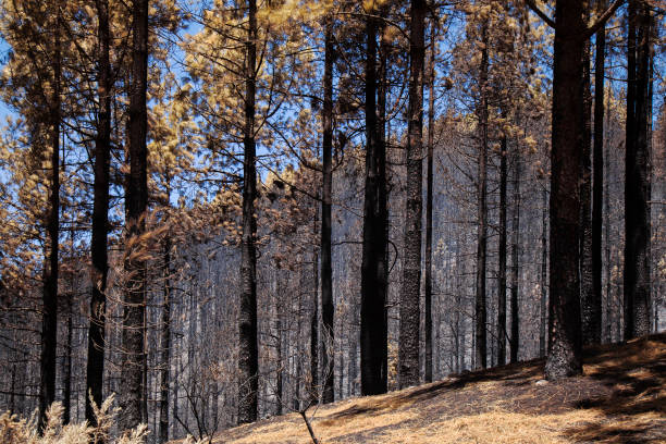 istock Gran Canaria after wild fire of August 2019 1206050573