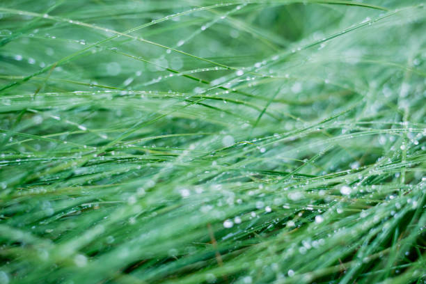 istock Green grass and dew close-up. Forest after the rain. Latvia 1206050751