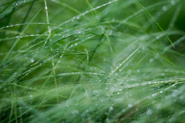 istock Green grass and dew close-up. Forest after the rain. Latvia 1206050771