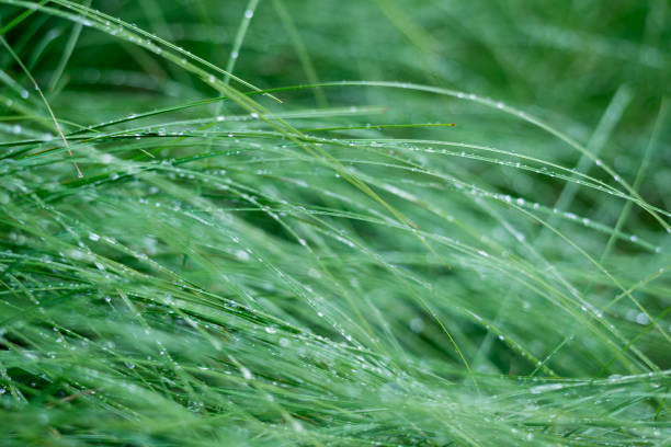 istock Green grass and dew close-up. Forest after the rain. Latvia 1206050867