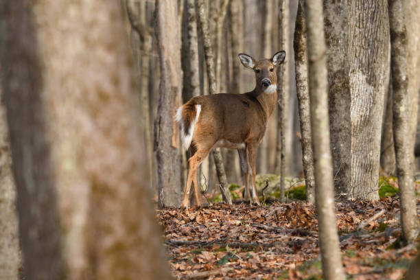 istock White-tailed deer in Connecticut woods 1206051499