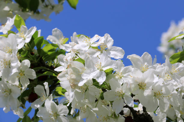 istock Spring time nature background with flowers. 1206051635
