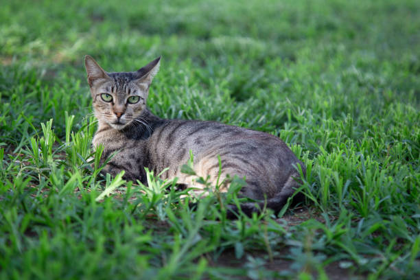 istock Beautiful young tabby cat sitting on the grass. 1206051674