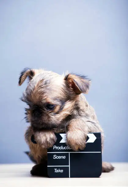 Photo of puppy portrait clapper board table