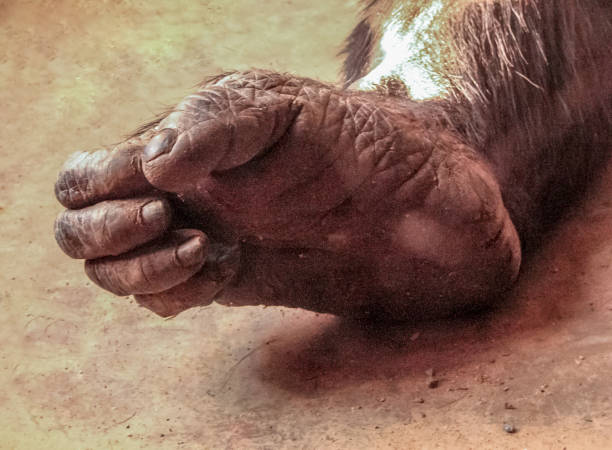 Close up of a chimpanzee's foot