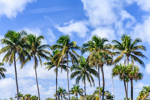 This  is a color photograph of tall  green palm trees in front of a blue sky with clouds in Miami Beach, Florida on a winter day.