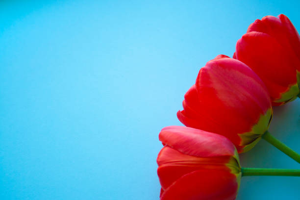 istock Beautiful red tulips top view on trendy 2020 blue background with copyspace. Celebration, postcard template for mother day, women day, valentine, toned 1206052788