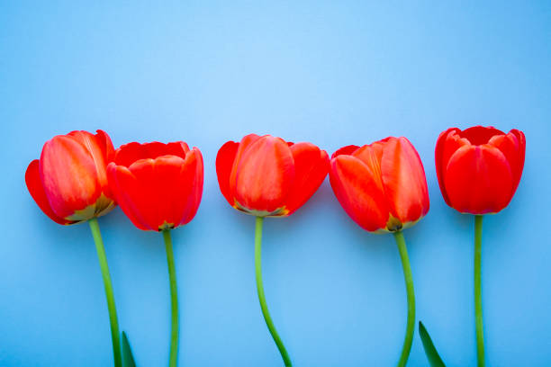 istock Beautiful red tulips top view on trendy 2020 blue background. Celebration, postcard template 1206053446