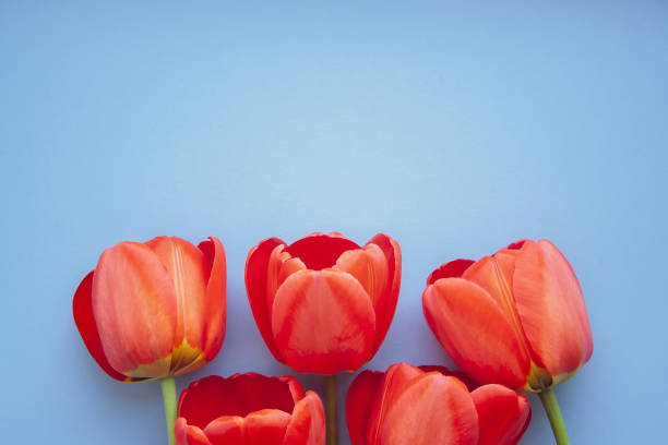 istock Beautiful red tulips top view on trendy 2020 blue background with copyspace. Celebration, postcard template for mother day, women day, valentine, toned 1206053452