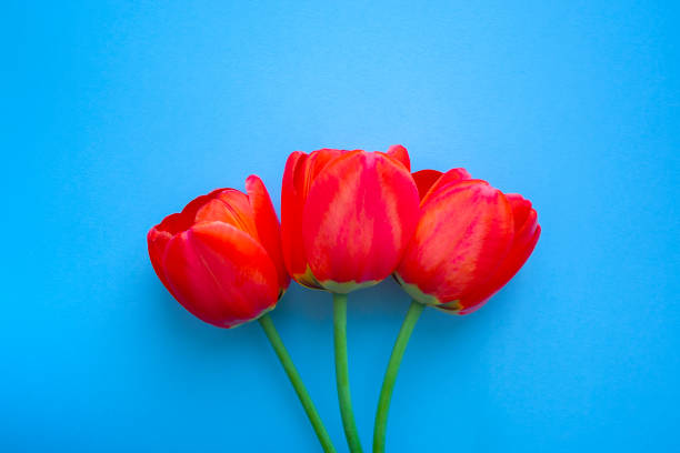 istock Beautiful red tulips top view on trendy 2020 blue background with copyspace. Celebration, postcard template 1206053454