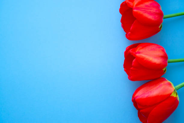 istock Beautiful red tulips top view on trendy 2020 blue background with copyspace. Celebration, postcard template for mother day, women day, valentine, toned 1206053484