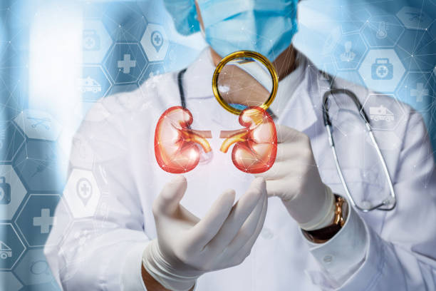 istock The concept of diagnosis of kidney research. 1206053708