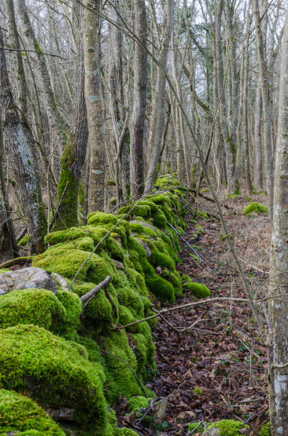 istock Vivid green dry stone wall 1206054015