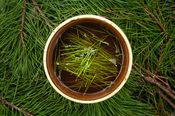 Cup of black tea with pine tree needles in it on green needles background top view. Healthy beverage tea in old cup. Cup of black tea with pine tree needles in it on green needles background top view. Healthy beverage tea in old cup. pine needle tea stock pictures, royalty-free photos & images