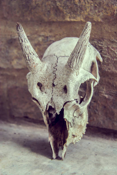 istock Portrait of a goat skull 1206054855