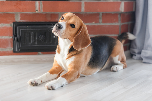 beagle dog lies on the floor