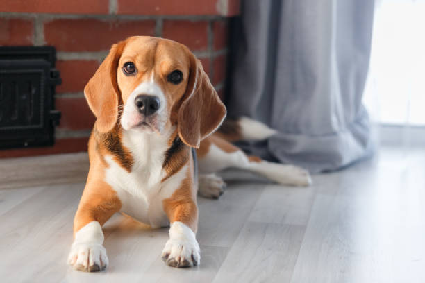 istock beagle dog lies on the floor 1206055071