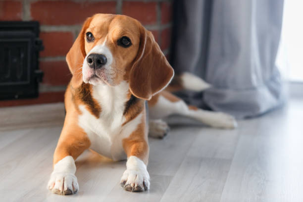 istock beagle dog lies on the floor 1206055095