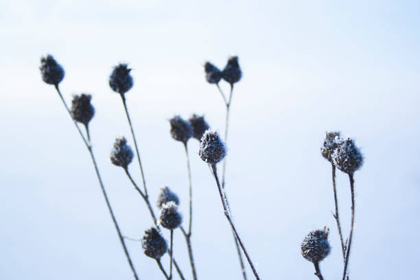 herbe de prairie couverte de hoarfrost après un brouillard de nuit dans le matin tôt d’hiver dans les rayons du coup macro de soleil - winter close up nature macro photos et images de collection