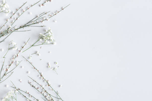 istock Flowers composition. White flowers on gray background. Spring concept. Flat lay, top view, copy space 1206055274