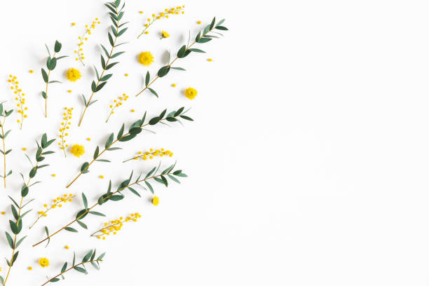istock Flowers composition. Yellow flowers, eucalyptus branches on white background. Spring concept. Flat lay, top view 1206055296