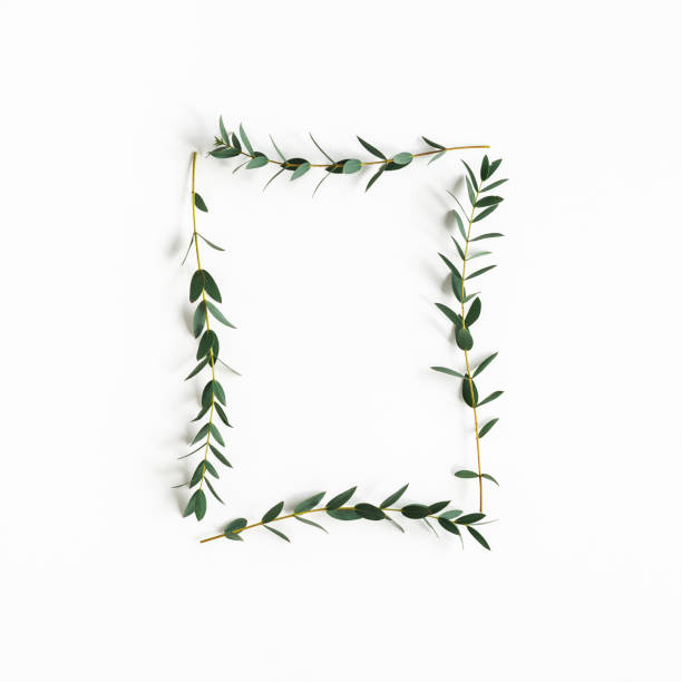istock Eucalyptus leaves on white background. Frame made of eucalyptus branches. Flat lay, top view, copy space 1206055316