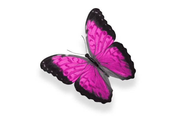 istock tropical pink butterfly. isolated on white 1206056217