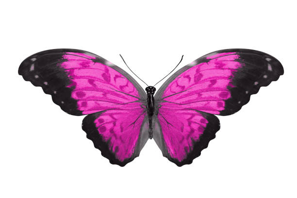 istock tropical pink butterfly. isolated on white 1206056220