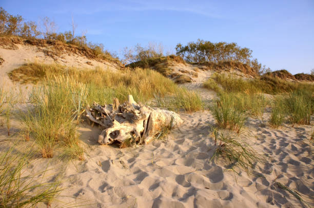 istock a tree snag on a sea dune, a huge snag on the sand 1206056720
