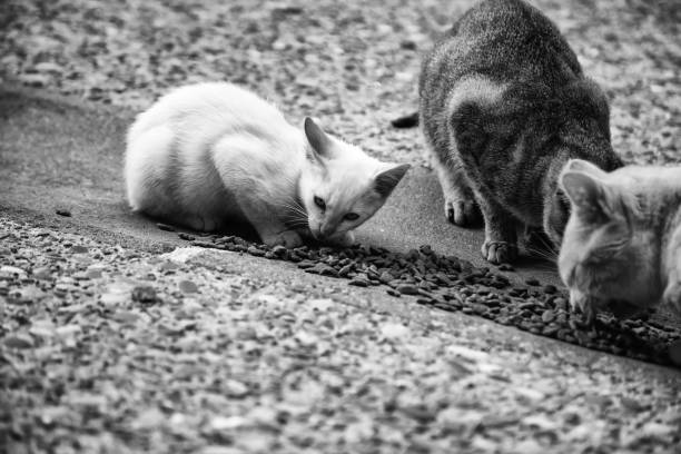 istock Street cats eating 1206056860