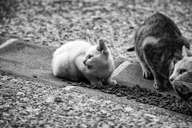 istock Street cats eating 1206056866