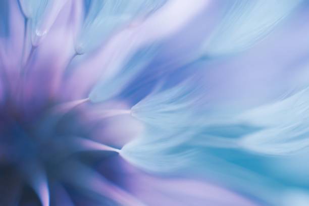 weicher abstrakter farbverlauf hintergrund, abstrakte löwenzahn - nature flower abstract dandelion stock-fotos und bilder