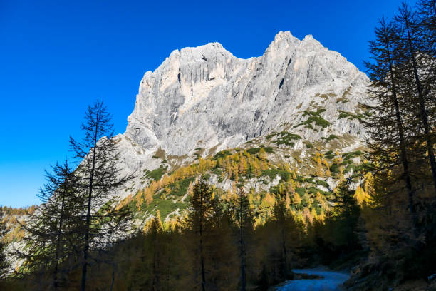 istock Grosse Gamswiesenspitze - A huge mountain wall towering above the forest 1206060238