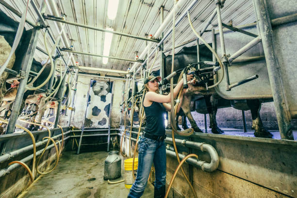 Young woman on the job while operating the milking equipment of a dairy farm. Travel and real people photography. agricultural machinery photos stock pictures, royalty-free photos & images