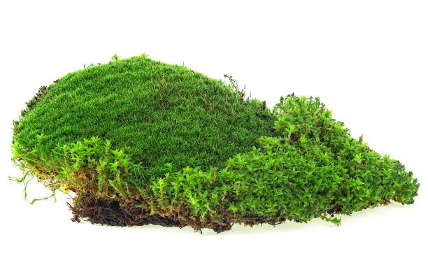 istock Green moss isolated on a white background 1206060548