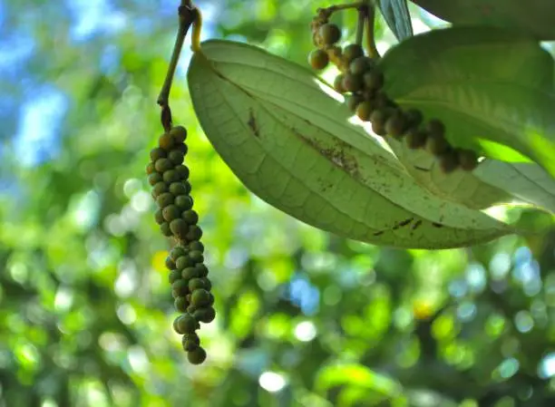 Green black pepper dangling dangling plant blurred background