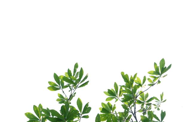 istock Tropical tree leaves on white isolated background 1206062125