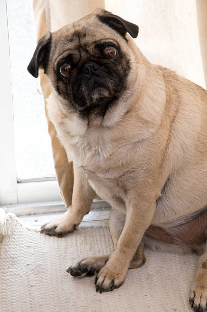 istock Portrait of Expressive Dog 120606252