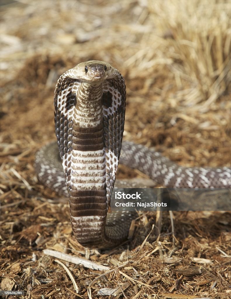 Indian Cobra An alert Indian or Spectacled Cobra (Naja naja) Car Hood Stock Photo