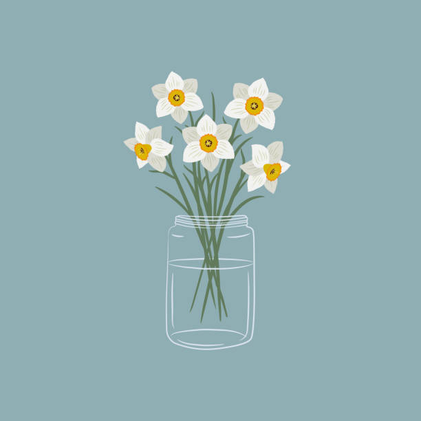 ilustraciones, imágenes clip art, dibujos animados e iconos de stock de narcisos en un frasco de vidrio. narcisos blancos con hojas. flores de primavera - daffodil stem yellow spring