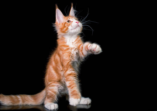 istock Maine coon kitten on black background. 1206063256