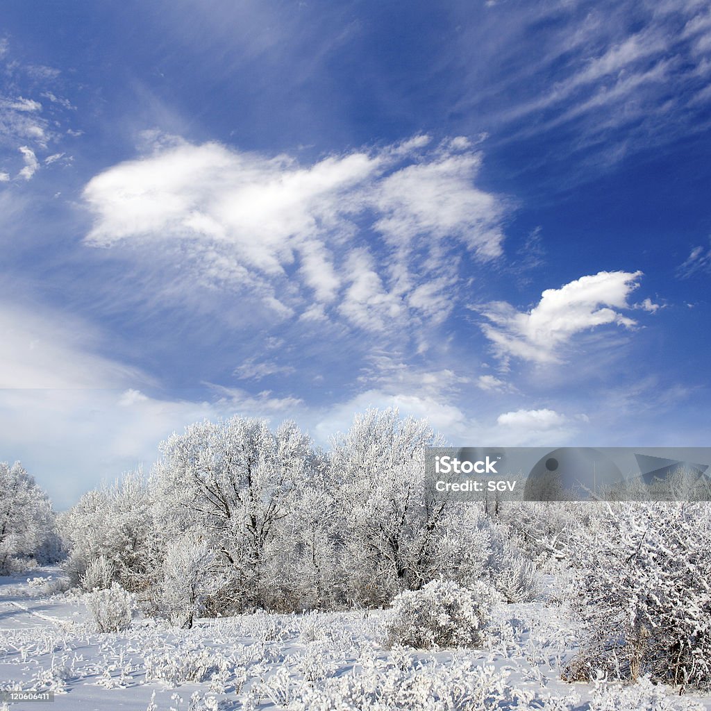 Bosque de invierno - Foto de stock de Aire libre libre de derechos