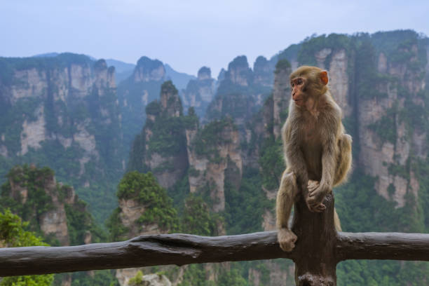 Monkey in Tianzi Avatar mountains nature park - Wulingyuan China - travel background