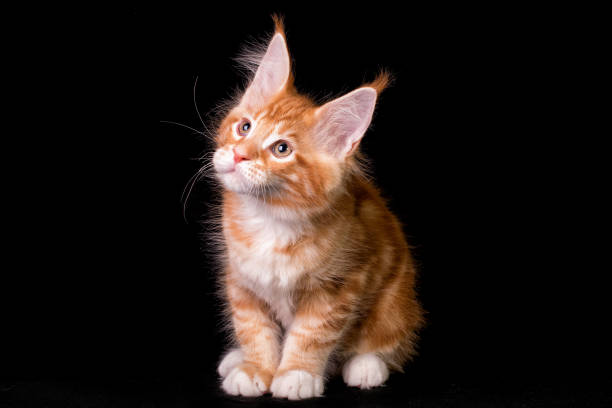 istock Maine coon kitten on black background. 1206065908