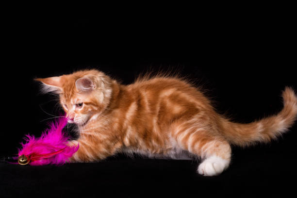 istock Maine coon kitten on black background. 1206065927