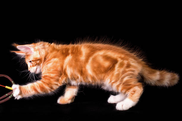 istock Maine coon kitten on black background. 1206065938