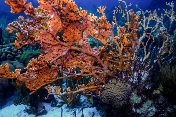 istock Caribbean coral garden 1206066971