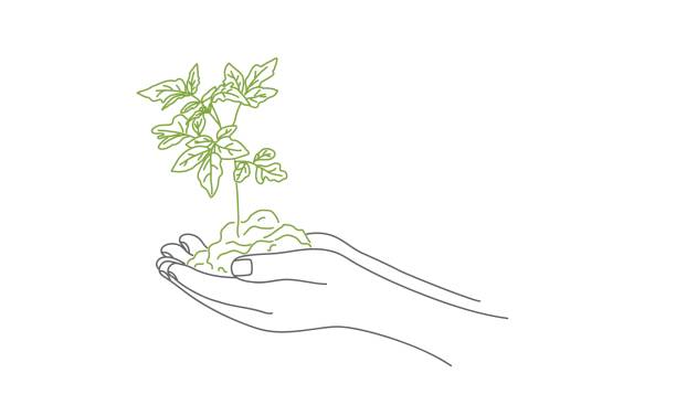 ilustraciones, imágenes clip art, dibujos animados e iconos de stock de terreno con brote en las manos. - growth plant human hand tree